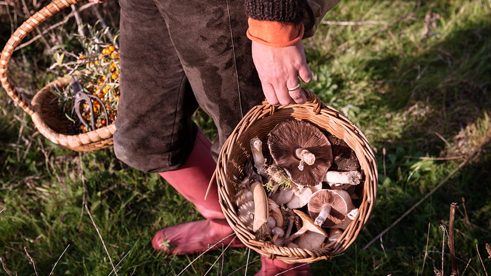 Best autumn activities: foraging for mushrooms